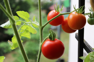 saksida domates2