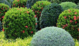 bahce cali bitkileri