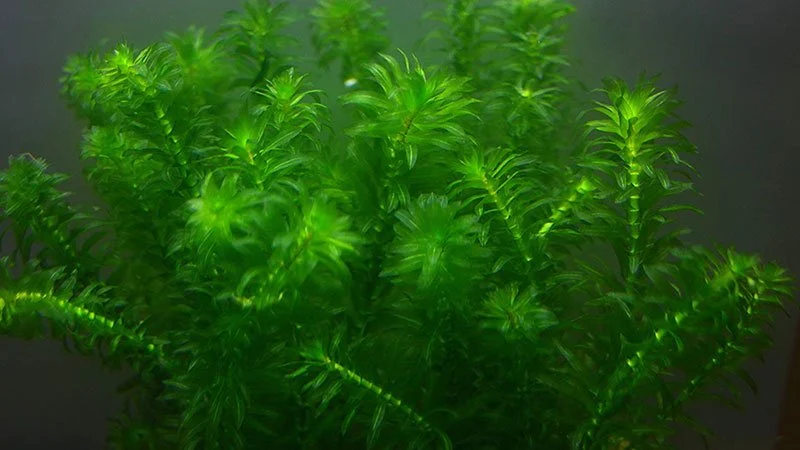 Biyolojk Golet Bitkileri 1