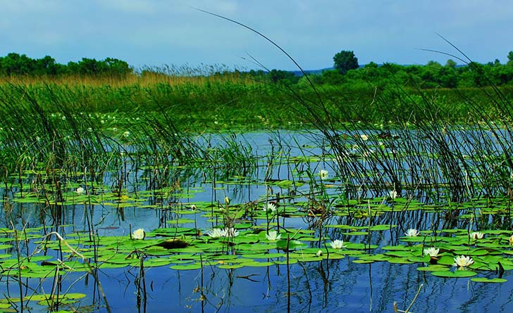 Biyolojk Golet Bitkileri 3