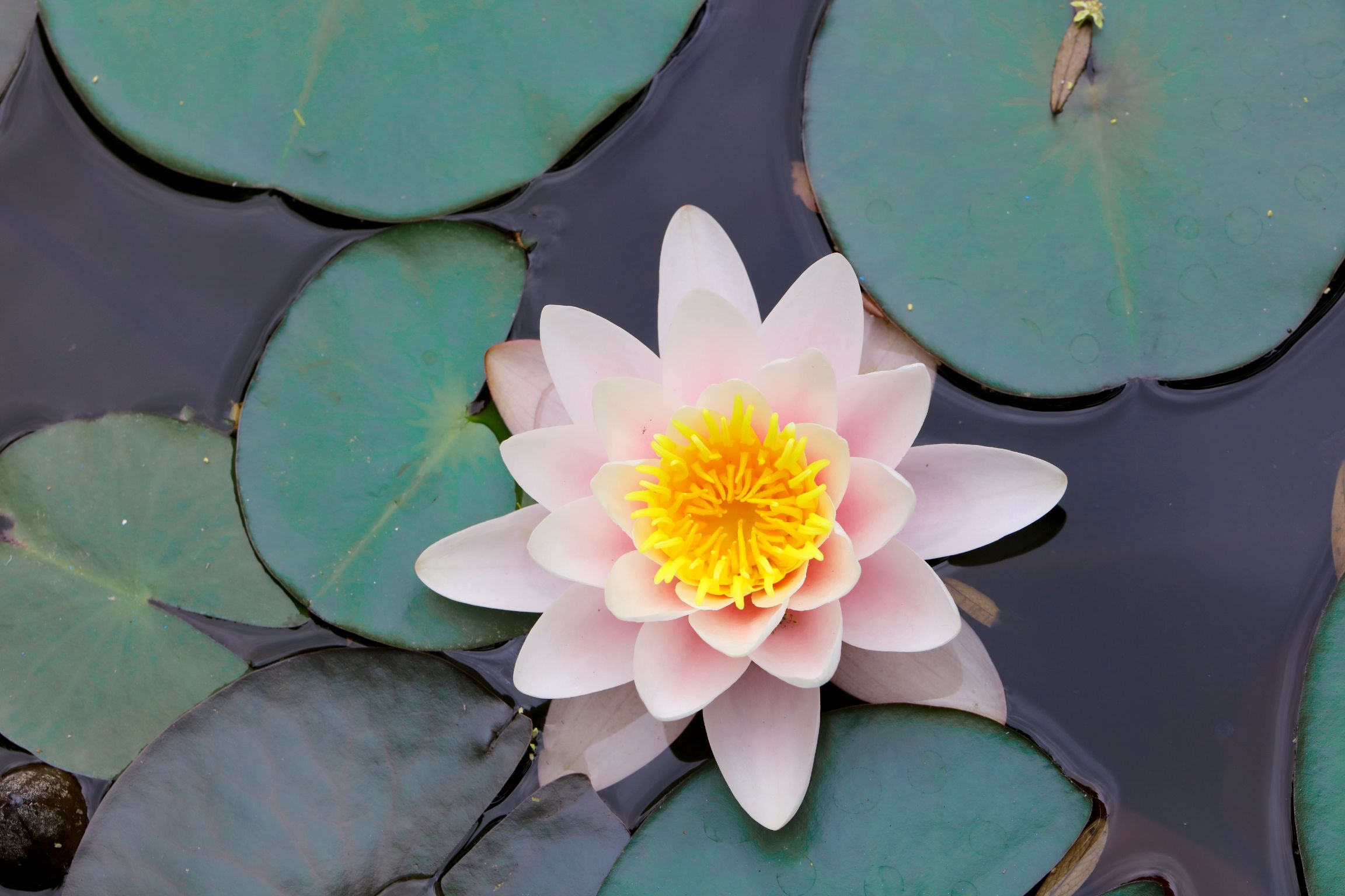 Biyolojk Golet Bitkileri 5