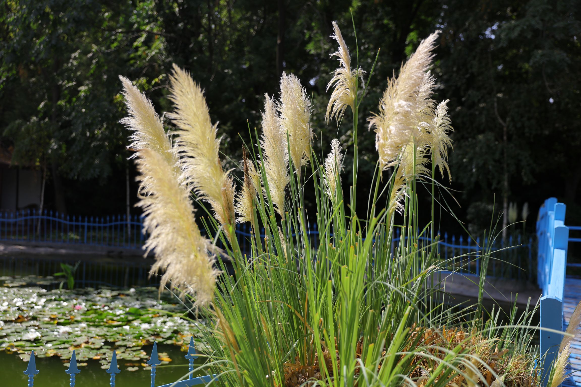 Biyolojk Golet Bitkileri 7