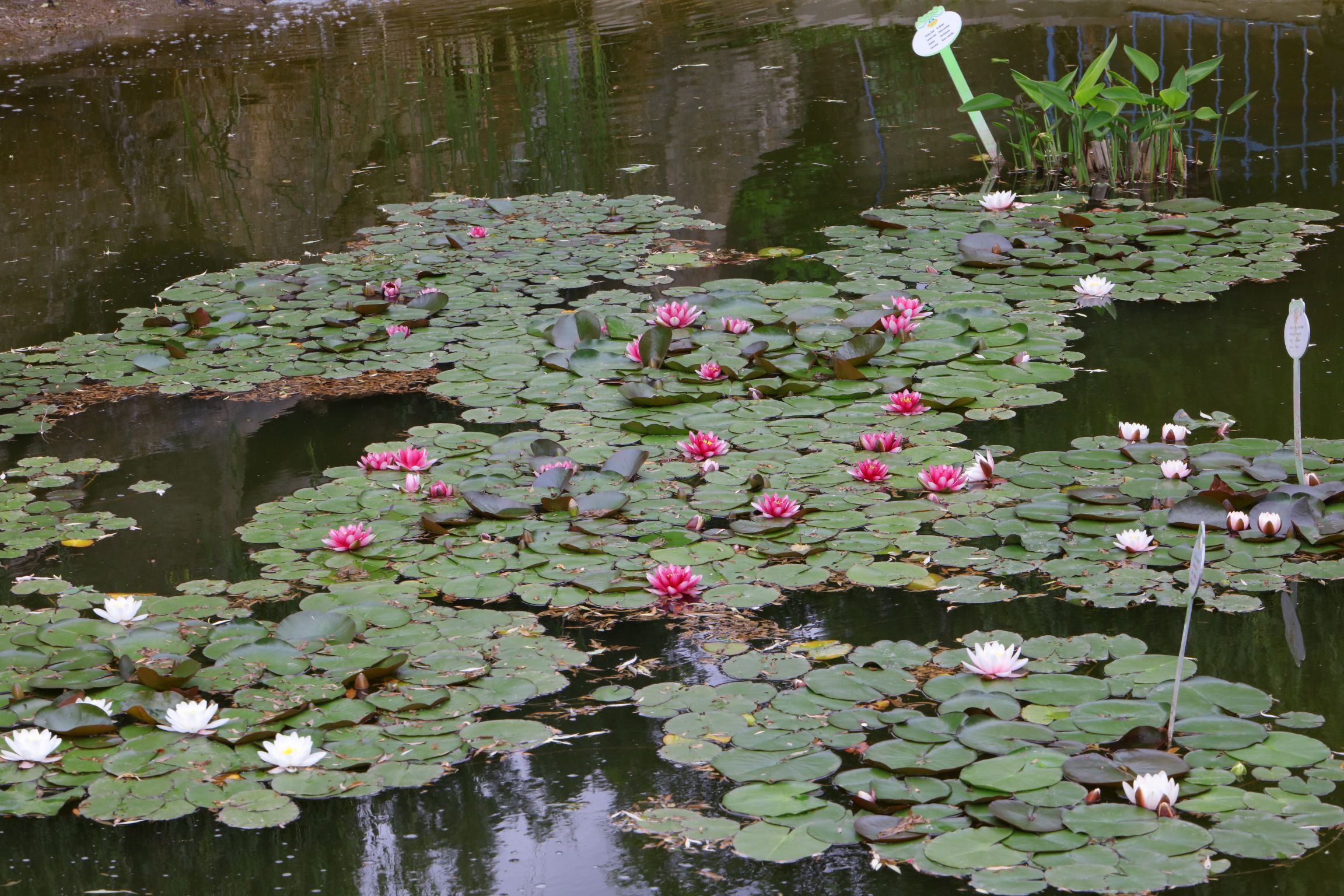 Biyolojk Golet Bitkileri 8