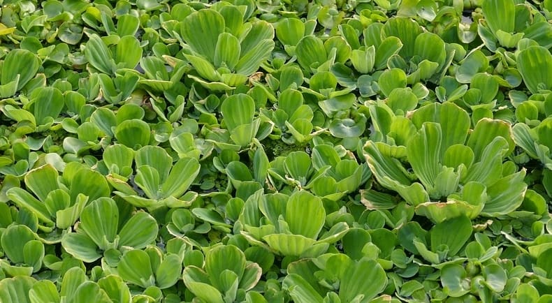 Biyolojk Golet Bitkileri 9